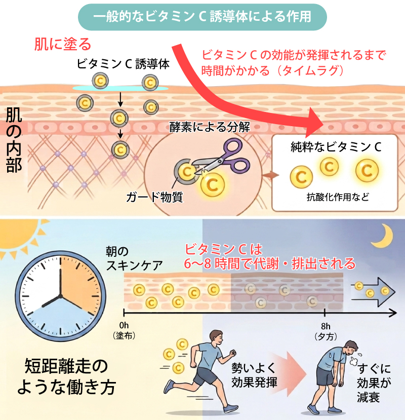 一般的なビタミンｃ誘導体による作用
