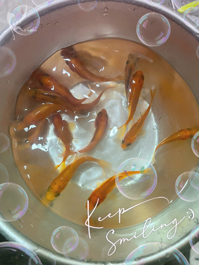 今宵の収穫　金魚の写真