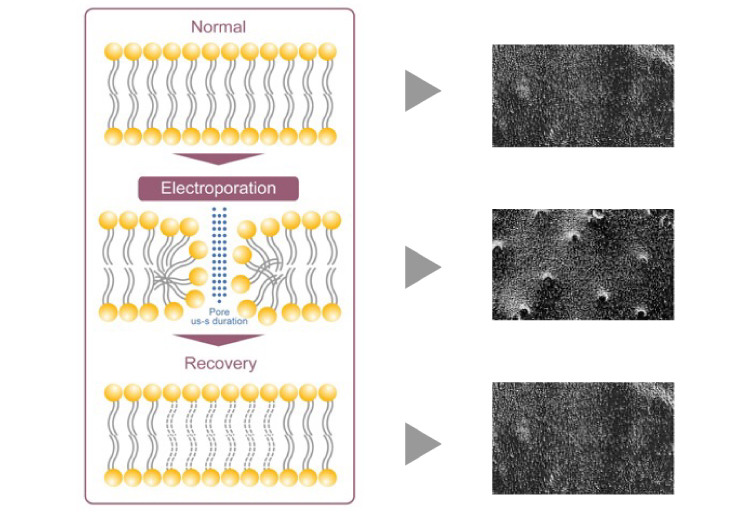 ケアシス　エレクトロポレーション 細胞間の形成イメージ