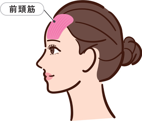 前頭筋の解剖イメージ