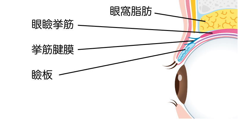 目の断面図イメージ