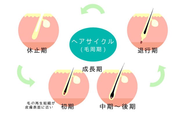毛周期の仕組みを説明するイメージ
