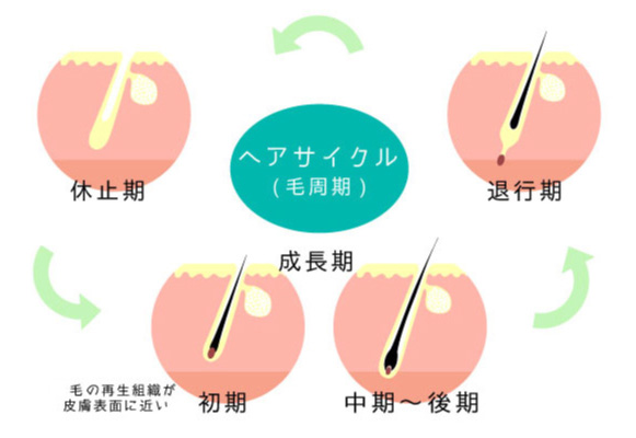 成長期・退行期・休止期からなる毛周期のイメージ