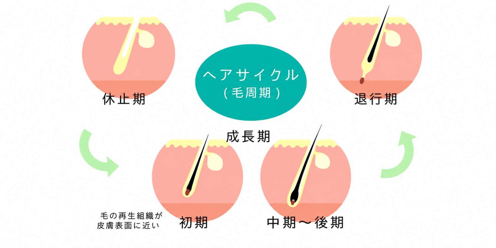 女性のヘアサイクルと薄毛が起こる仕組み