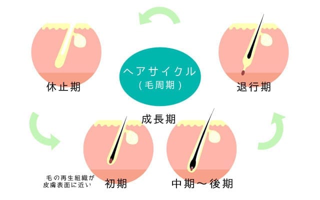 成長期・退行期・休止期からなる毛周期の仕組み