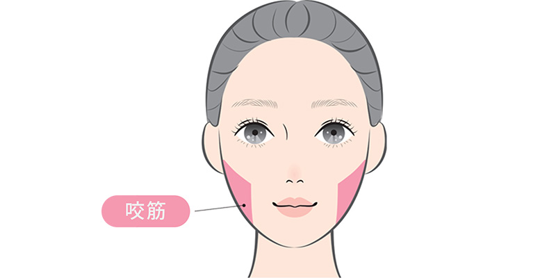 咬筋の場所を表すイメージ