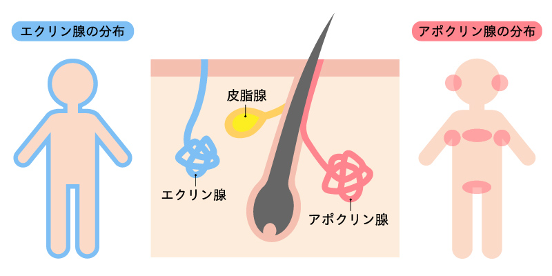 ワキガの原因となるアポクリン汗腺とエクリン汗腺の違い