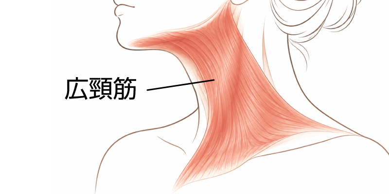 広頸筋