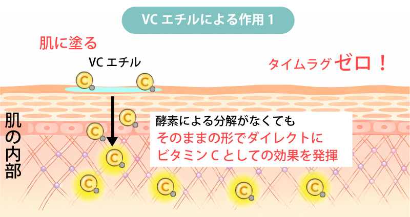 VCエチルによる作用1