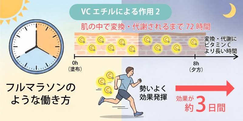 VCエチルによる作用2