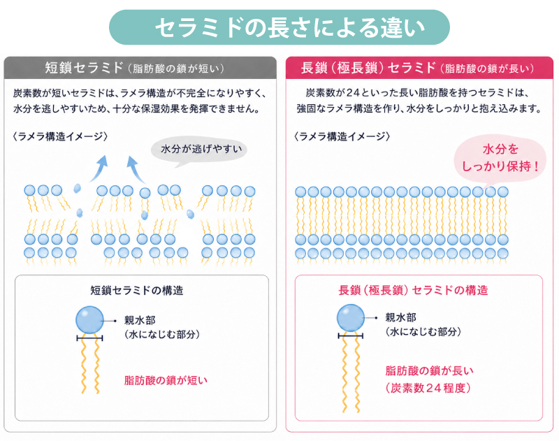 セラミドの解説