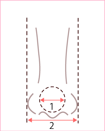 鼻先と小鼻の比率のイラスト
