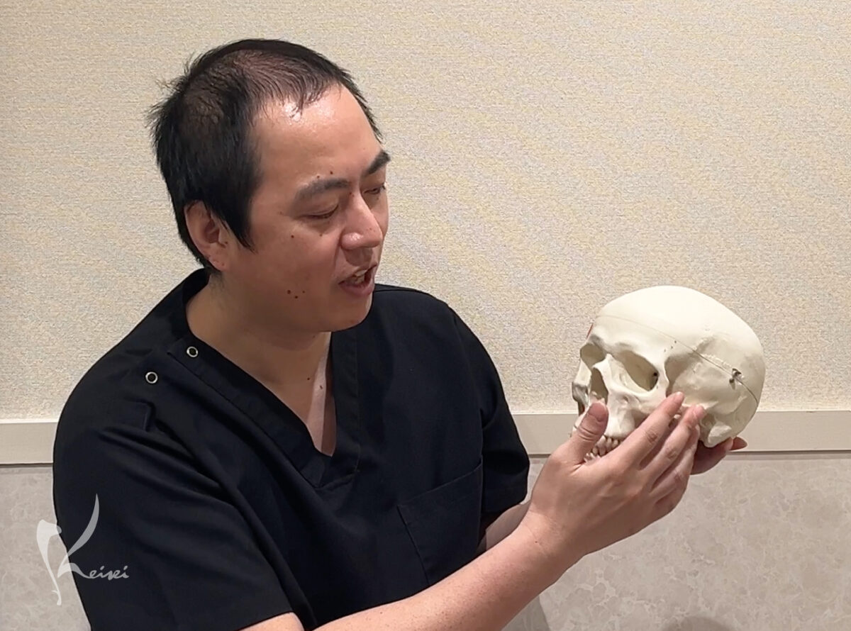 一般的な骨の模型